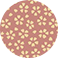 Myosotis Rose
